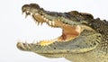 Aggressive Crocodile Head with Open Jaws Royalty Free Stock Photo