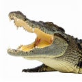 Aggressive Crocodile Head with Jaws Open on White Royalty Free Stock Photo