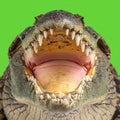 Aggressive Crocodile Head on Green Screen Royalty Free Stock Photo