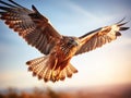 Majestic Red Kite in Flight Against Sunset Sky, AI Generated