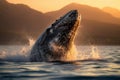 Baby Humpback Whale Breaching at Golden Hour