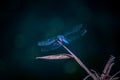 A stunning close up shot of a blue dragon fly with clear wings standing on a branch surrounded by lush green leaves at Kenneth Hah Royalty Free Stock Photo