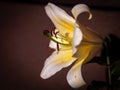Stunning close-up shot of a lily prominently displayed against a dark background