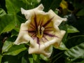 Stunning close-up of a trumpet blossom in the Canary Islands