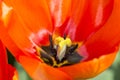 Stunning close up of a tulip with red petals