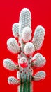 Stunning Close Up of Unique Cactus Against Vibrant Red Background Highlighting Nature Artistry and Botanical Beauty