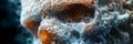 Stunning close-up view of a vibrant and intricate underwater coral reef texture showcasing the complex microstructure and patterns