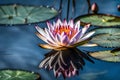 A stunning close-up of a waterlily blossom in the water with a blue natural background