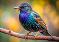 Stunning CloseUp of a European Starling Detailed Feather Patterns and Natural Beauty