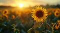 Golden Sunflower Closeup at Sunset Royalty Free Stock Photo