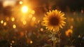 Golden Sunflower Closeup at Sunset Royalty Free Stock Photo