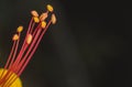 Stunning Closeup of Isolated Mexican Bird Od Paradise Stamen
