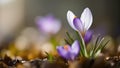 A Stunning CloseUp of a Spring Crocus Blossom Captured with Artistic Shallow Depth of Field and Soft Background Royalty Free Stock Photo