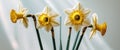 Stunning Closeup of Three Daffodils in Bloom Royalty Free Stock Photo