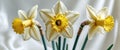 Stunning Closeup of Three Daffodils in Bloom. Royalty Free Stock Photo
