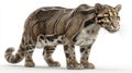 Clouded leopard standing on white background, side view Royalty Free Stock Photo