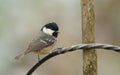 A stunning Coal Tit Periparus ater perched on a wire bracket.