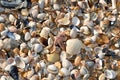 Shells with a starfish on the beach close to Den Helder in the Netherlands