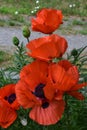 Stunning Collection of Blooming Oriental Poppy Flowers