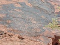 Collection of ancient petroglyphs in Valley of Fire Nevada Royalty Free Stock Photo