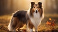 Stunning Collie Portrait In A Serene Wooded Setting