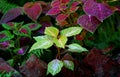 Stunning Colorful Coleus