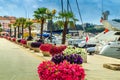 Stunning colorful flowers and promenade,Porec,Istria region,Croatia,Europe