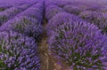 Blooming lavender rows Royalty Free Stock Photo