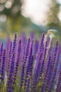 Stunning, colorful purple sage flower