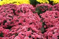 Stunning colors of Hardy Mums and aster flowers in full bloom at outdoor gardening center Royalty Free Stock Photo