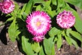 Stunning colors pink Everlasting flowers