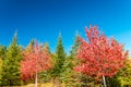 Stunning colors of Vermont foliage, New England Royalty Free Stock Photo