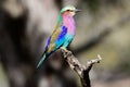 Lilac breasted roller on its perch Royalty Free Stock Photo