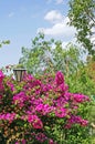 Stunning and colourful Bougainvillea on wall of villa in Spain