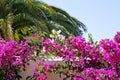 Stunning and colourful Bougainvillea on wall of villa in Spain