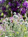 Stunning, colourful mixed perennial flower borders at the RHS Wisley garden, Surrey UK.