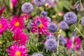 Stunning, colourful mixed perennial flower borders at the RHS Wisley garden, Surrey UK.