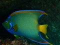 Queen angelfish on the reef Royalty Free Stock Photo