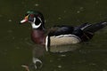 Striking plumage on this Wood duck Royalty Free Stock Photo