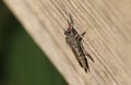 A Common Awl Robberfly Neoitamus cyanurus perching on a wooden fence at the edge of woodland. It is hunting for insects to feed