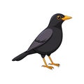 Stunning Common Blackbird Design Royalty Free Stock Photo