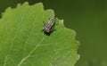 A stunning Common Froghopper Philaenus spumarius also called spittlebug or cuckoo spit insect perching on a leaf. Royalty Free Stock Photo