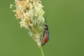 A stunning Common Malachite Beetle Malachius bipustulatus perching on a grass seed head. Royalty Free Stock Photo