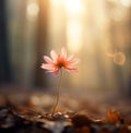 Nature\'s Beauty: A Single Flower Blooms Against a Rustic Backdrop