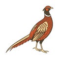 Stunning Copper Pheasant Nature Illustration Royalty Free Stock Photo