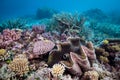 A huge giant clam, surrounded by healthy hard coral Royalty Free Stock Photo