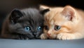The Cutest, Most Adorable Tiny Kitten Cat Twin Couple (Precious!) Royalty Free Stock Photo