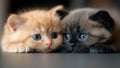 The Cutest, Most Adorable Tiny Kitten Cat Twin Couple (Precious!) Royalty Free Stock Photo