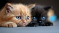 The Cutest, Most Adorable Tiny Kitten Cat Twin Couple (Precious!) Royalty Free Stock Photo