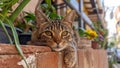 A Cute Kitty Neighborhood Cat Chilling Outdoor at the Back or Front Yard Royalty Free Stock Photo